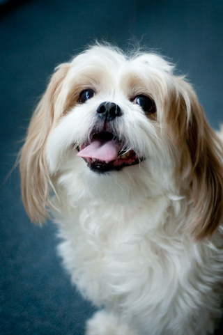 Illustration for article titled Shooting Challenge Pets Gallery 2